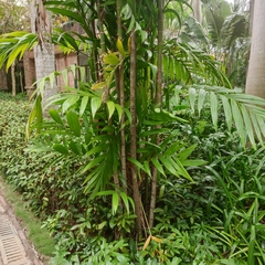 Areca triandra