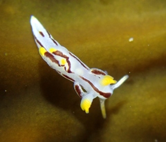 Trapania velox
