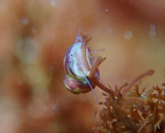 Eulithidium