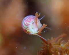Eulithidium