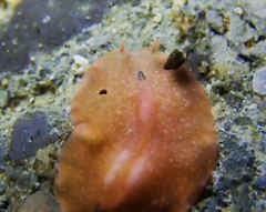 Eurylepta aurantiaca