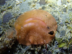 Eurylepta aurantiaca