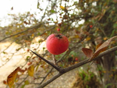 Crataegus rosei