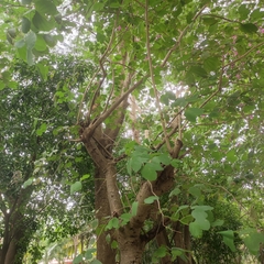 Bauhinia × blakeana