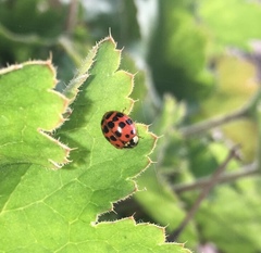 Harmonia axyridis