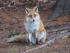 Vulpes vulpes schrencki