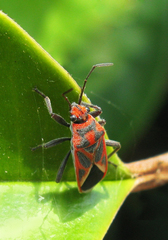 Graptostethus servus