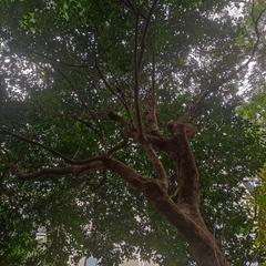 Bischofia polycarpa