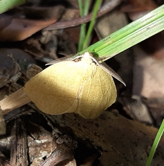 Drepanogynis olivescens
