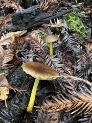 Pluteus vellingae