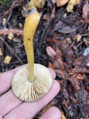 Pluteus vellingae