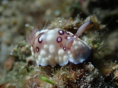Goniobranchus hintuanensis