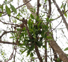 Viscum cruciatum