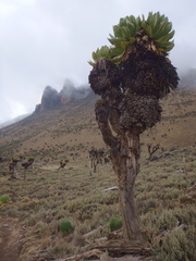 Dendrosenecio keniodendron