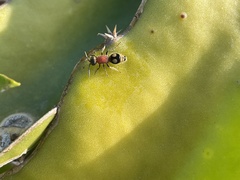 Eotrogaspidia auroguttata