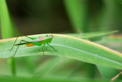 Conocephalus cognatus