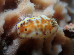 Goniobranchus collingwoodi