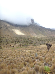 Dendrosenecio keniodendron