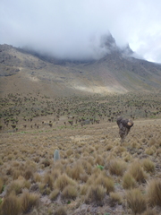 Dendrosenecio keniodendron