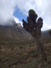 Dendrosenecio keniodendron