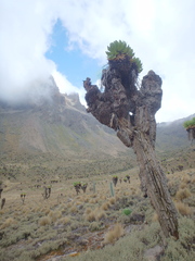 Dendrosenecio keniodendron