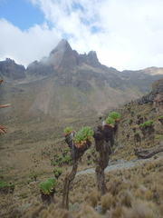 Dendrosenecio keniodendron