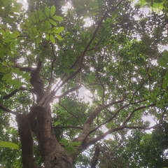 Syzygium nervosum