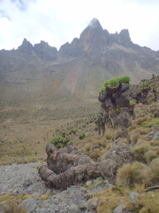 Dendrosenecio keniodendron