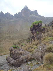 Dendrosenecio keniodendron