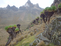 Dendrosenecio keniodendron