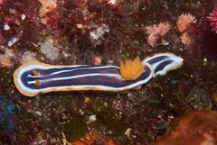 Chromodoris africana