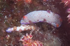 Hypselodoris maculosa