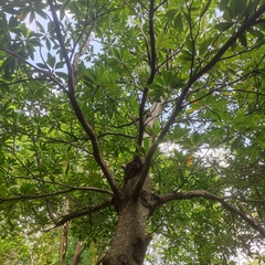 Elaeocarpus sylvestris