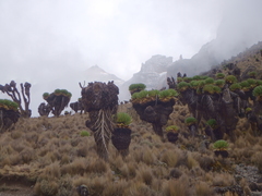 Dendrosenecio keniodendron