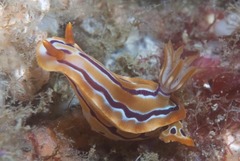 Hypselodoris regina