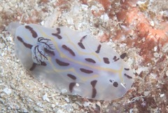 Halgerda dichromis