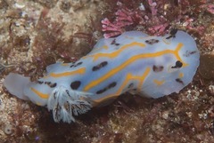 Halgerda dichromis