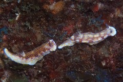 Hypselodoris pulchella