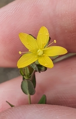 Hypericum humifusum