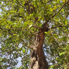 Schisandra chinensis