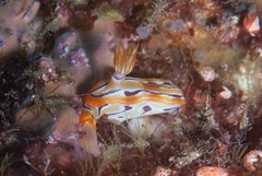 Hypselodoris regina