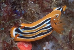 Chromodoris celinae