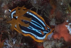 Chromodoris africana