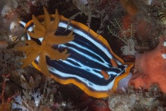 Chromodoris africana