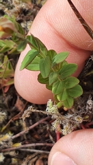 Hypericum humifusum