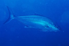 Seriola
