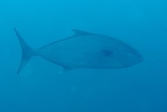 Seriola