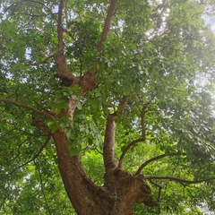 Bischofia polycarpa