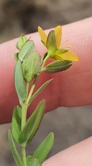 Hypericum humifusum