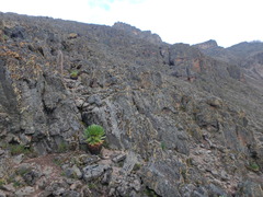 Dendrosenecio keniodendron